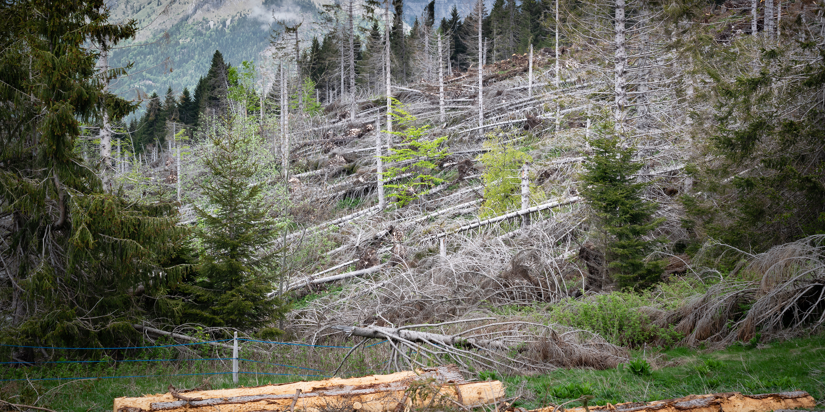 Deforestazione