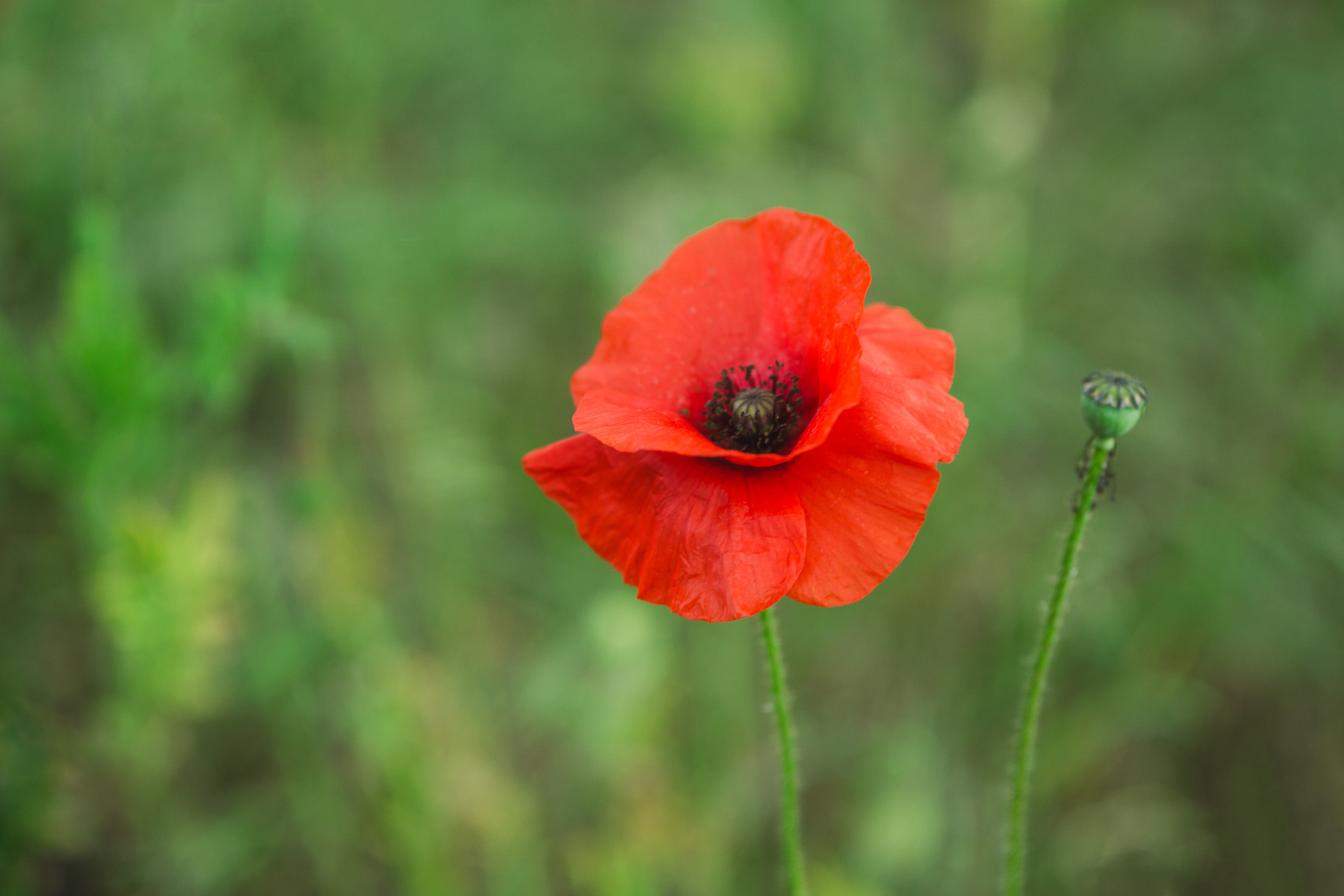 Papavero rosso