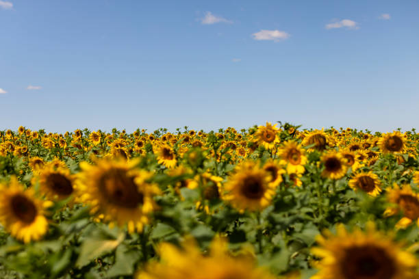 foto girasoli