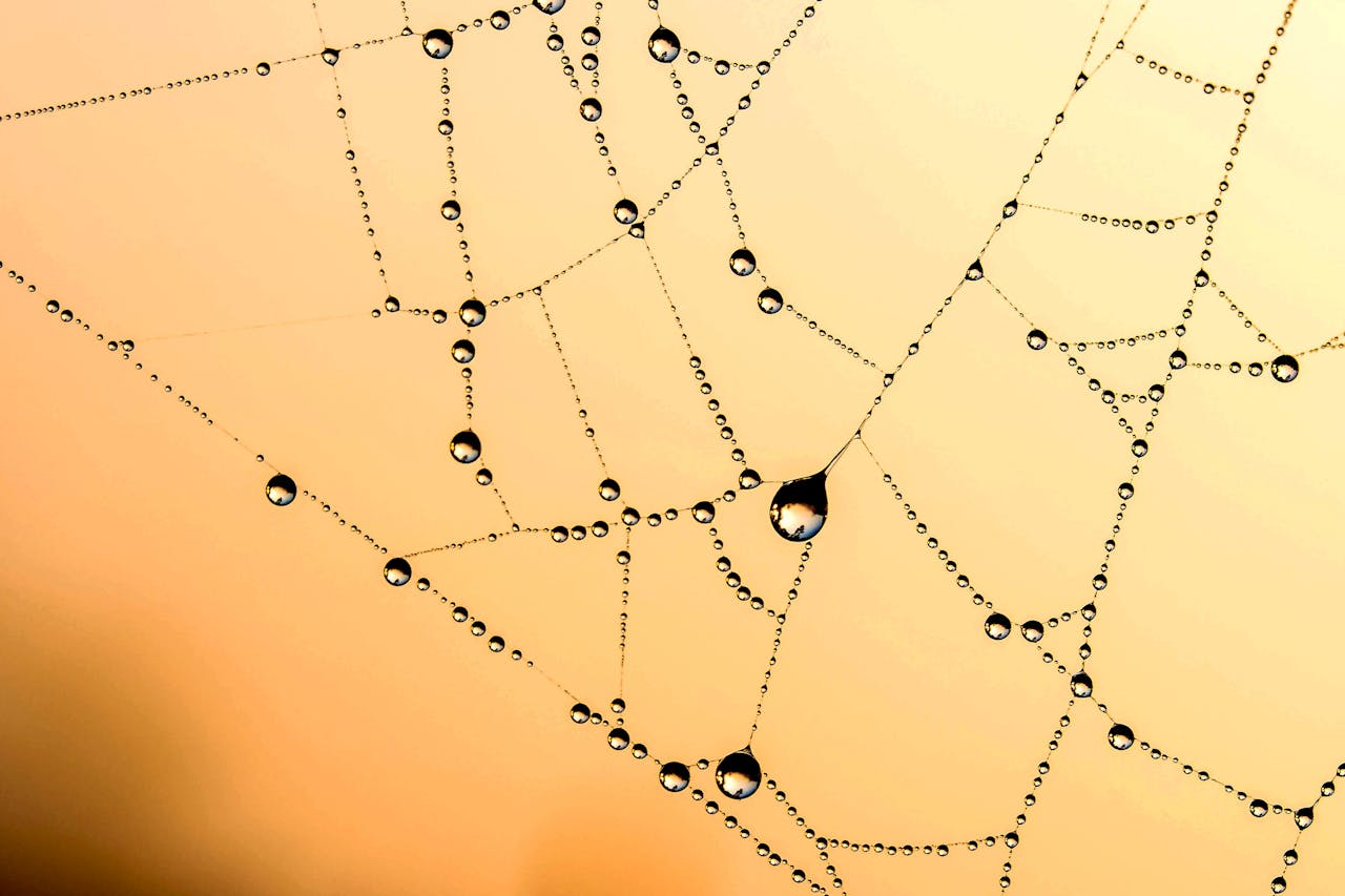 questa immagine un po' particolare e minimalista mostra una ragnatela su cui poggiano goccioline di rugiada, a creare un modello di connessione punti