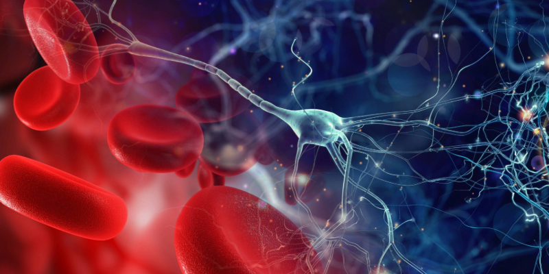 Globuli rossi e neuroni