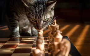 strategia