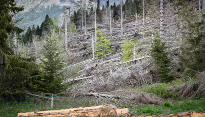 Deforestazione
