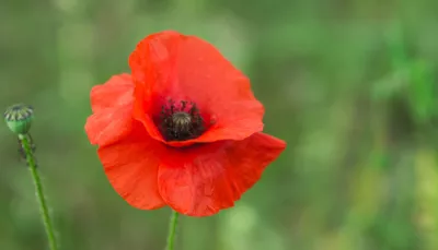 Papavero rosso