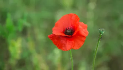 Papavero rosso
