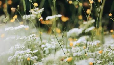 fiori