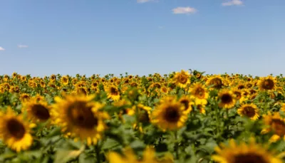 foto girasoli