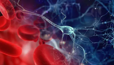 Globuli rossi e neuroni