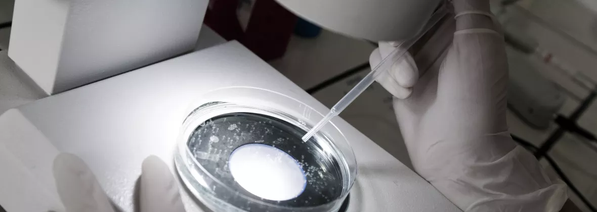 attività di laboratorio