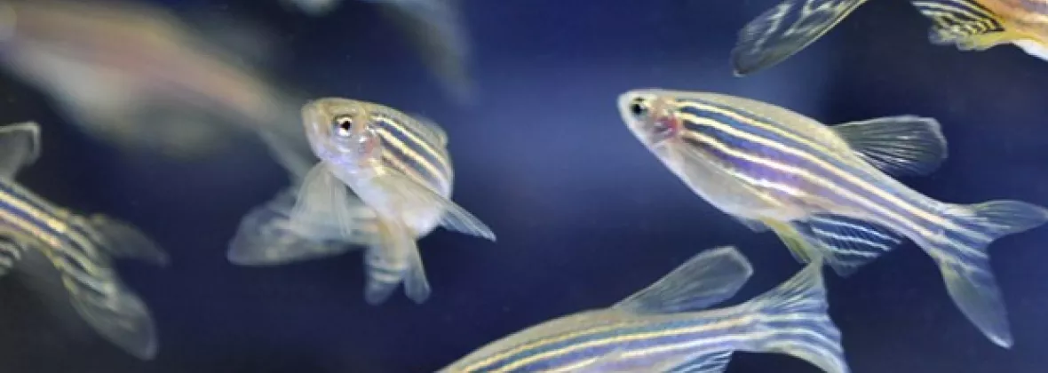 zebrafish