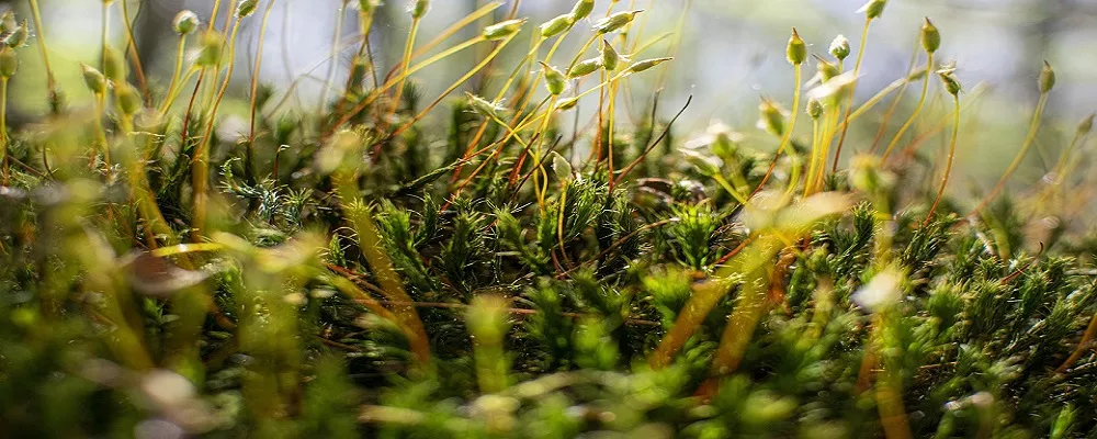 natura